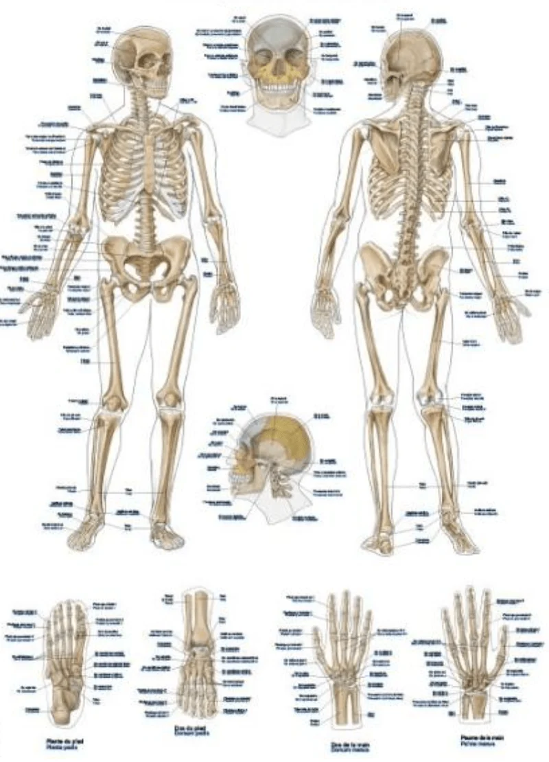 Lehrtafel "The human skeleton"