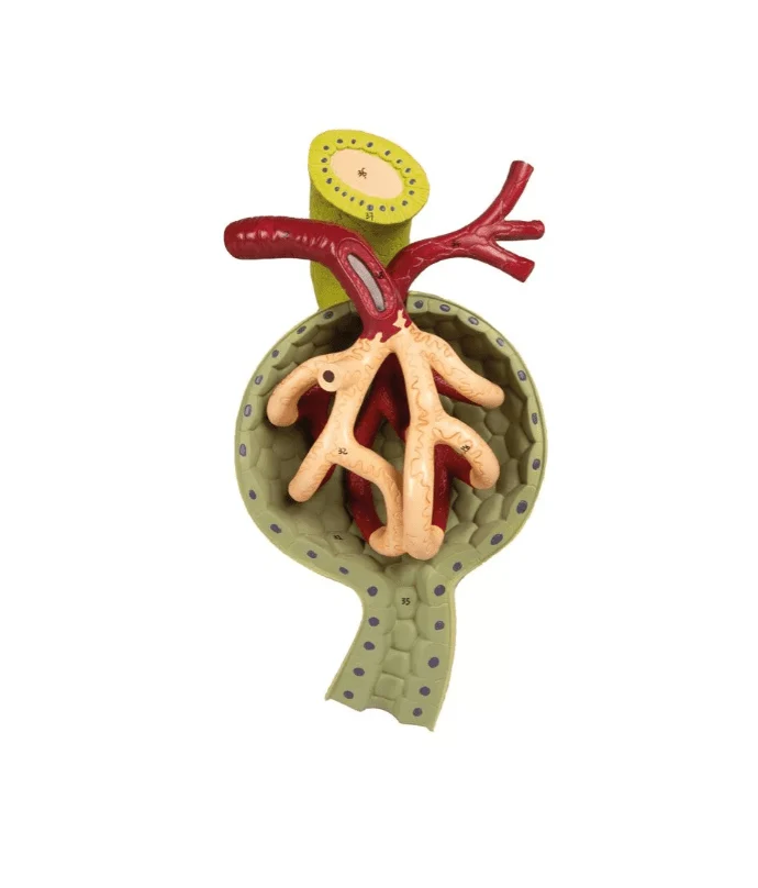 Nierenschnitt, Nephron und Nierenkörperchen