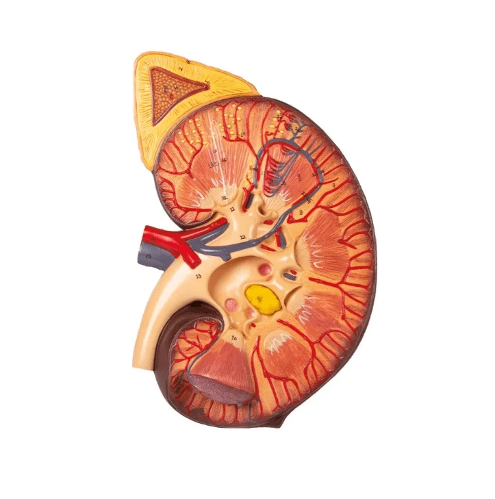 Nierenschnitt, Nephron und Nierenkörperchen
