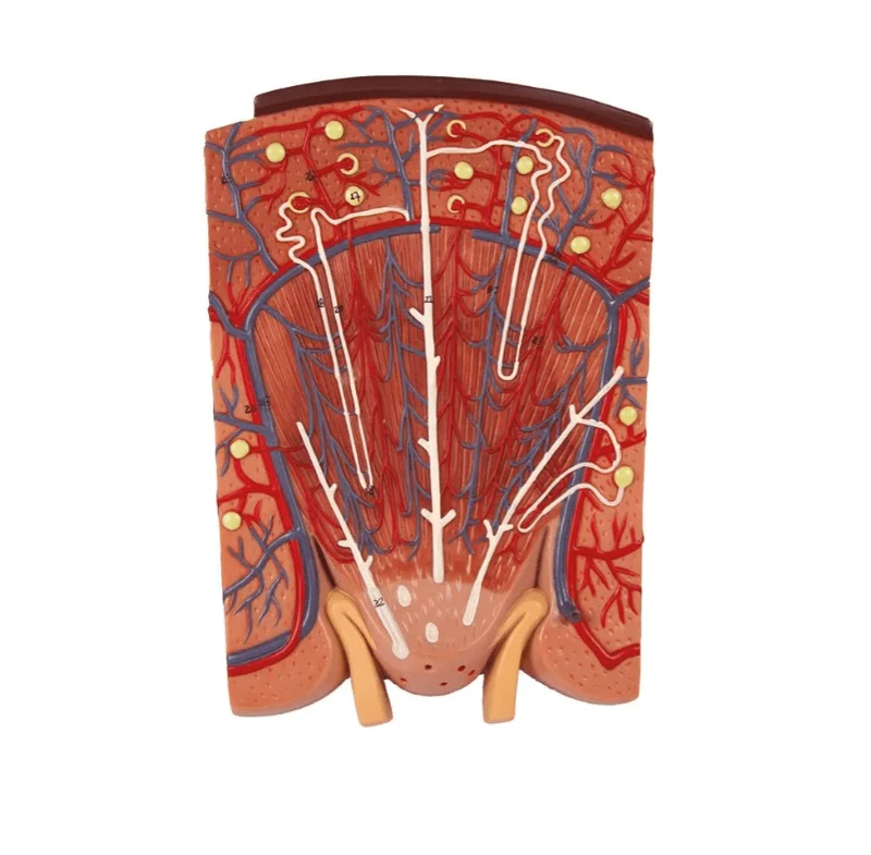 Nierenschnitt, Nephron und Nierenkörperchen