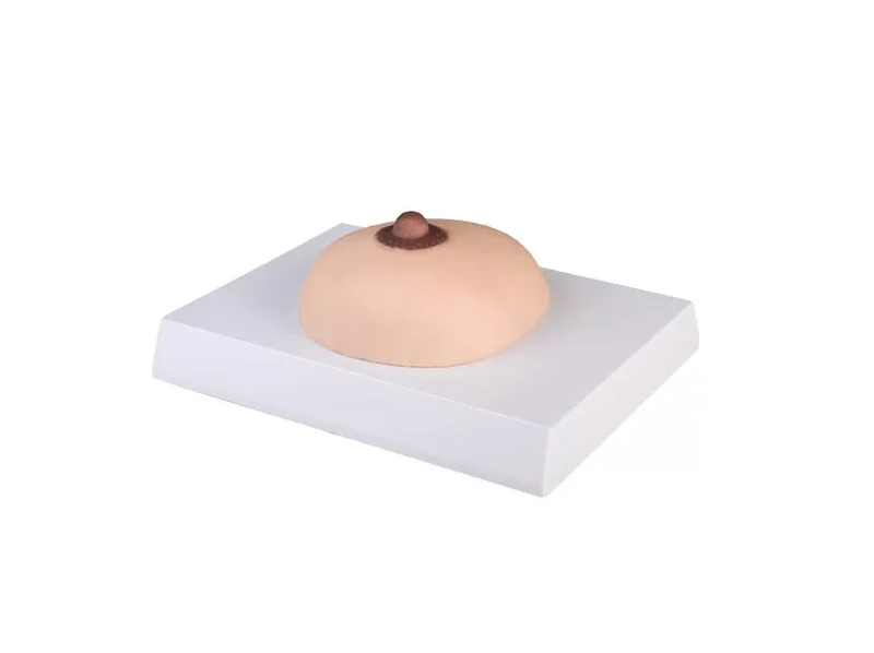 Brustkrebs-Tastmodell