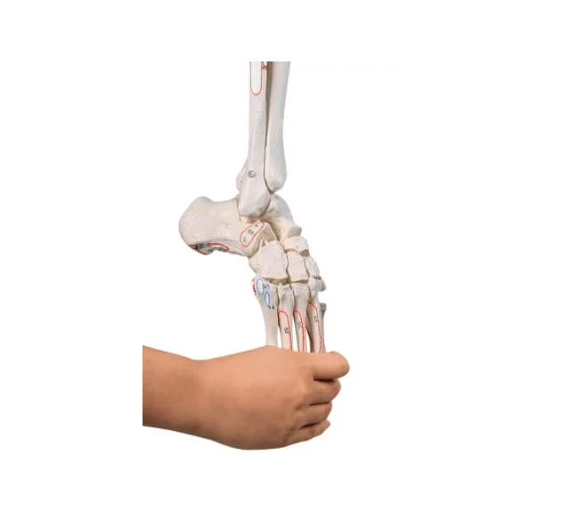 Beinskelett mit Beckenhälfte, flexiblem Fuß und Muskelmarkierungen
