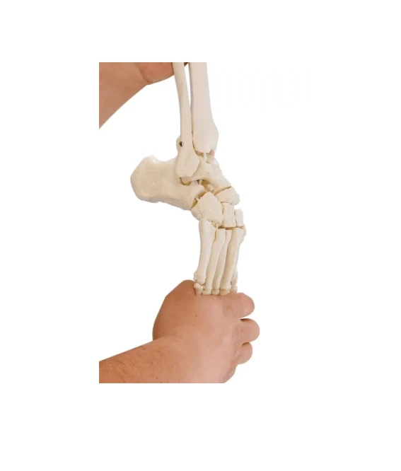 Beinskelett mit Beckenhälfte und flexiblem Fuß – bewegliches Lehrmodell für funktionelle Anatomie der unteren Extremität