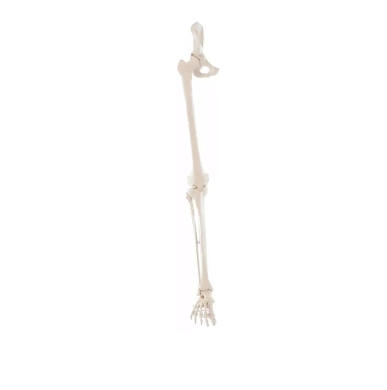 Beinskelett mit Beckenhälfte