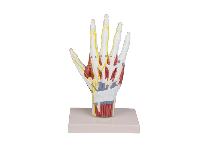 Handanatomie-Strukturmodell