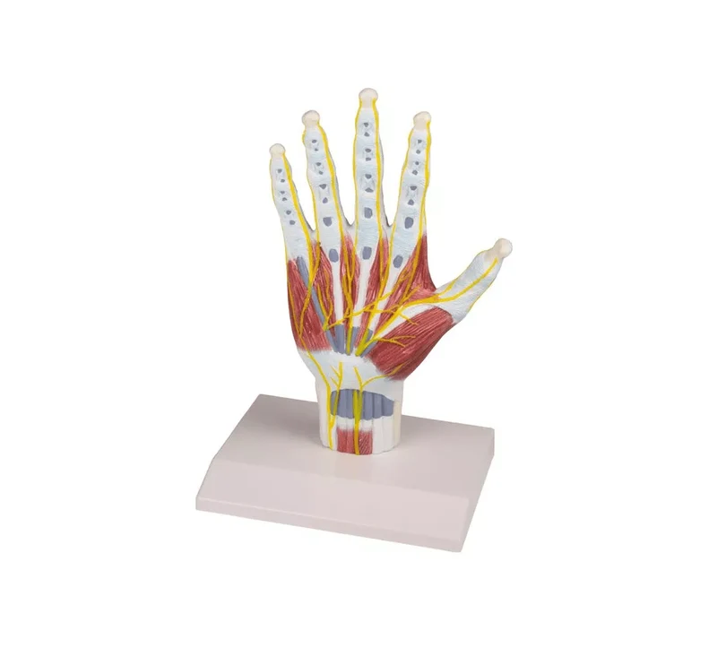 Handanatomie-Strukturmodell