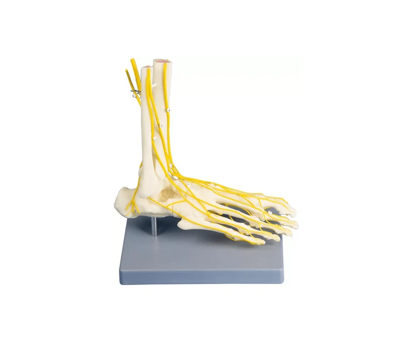 Neuro-Fuß