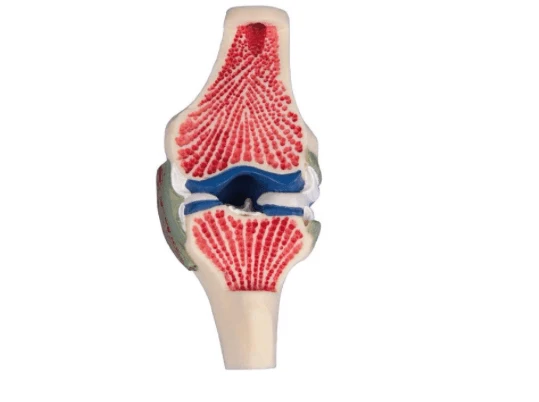 Knie-Gelenkschnittmodell in natürlicher Größe