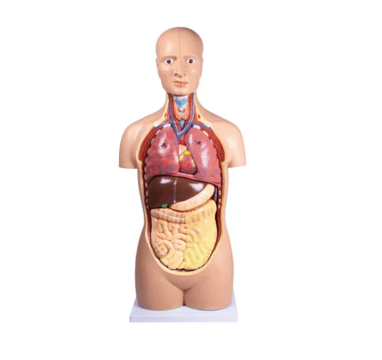 Lebensgroßer Torso – 12-teiliges Anatomiemodell für den Unterricht