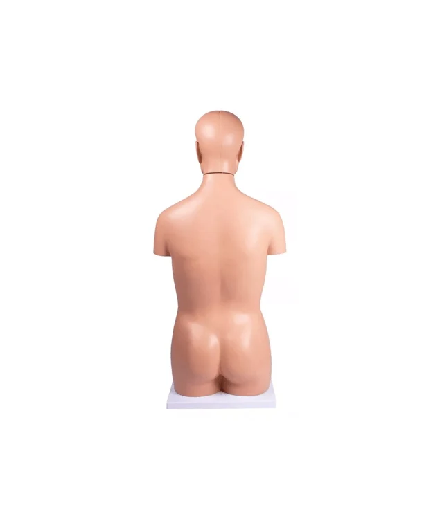 Lebensgroßer Torso – 12-teiliges Anatomiemodell für den Unterricht