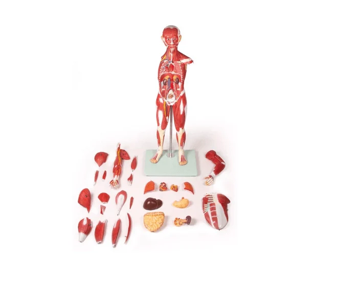 Muskelfigur – 30-teiliges Anatomiemodell der Muskulatur, ca. 85 cm
