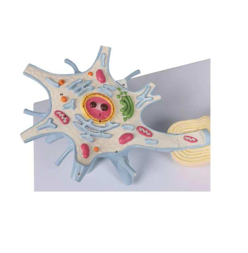 Neuron, 3000-fache Größe, 2-teilig
