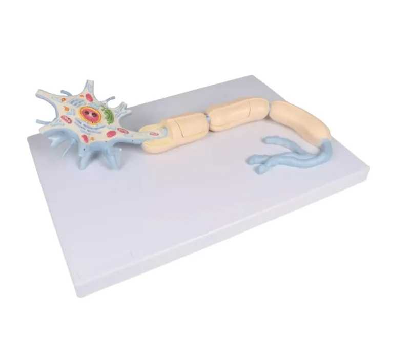 Neuron, 3000-fache Größe, 2-teilig