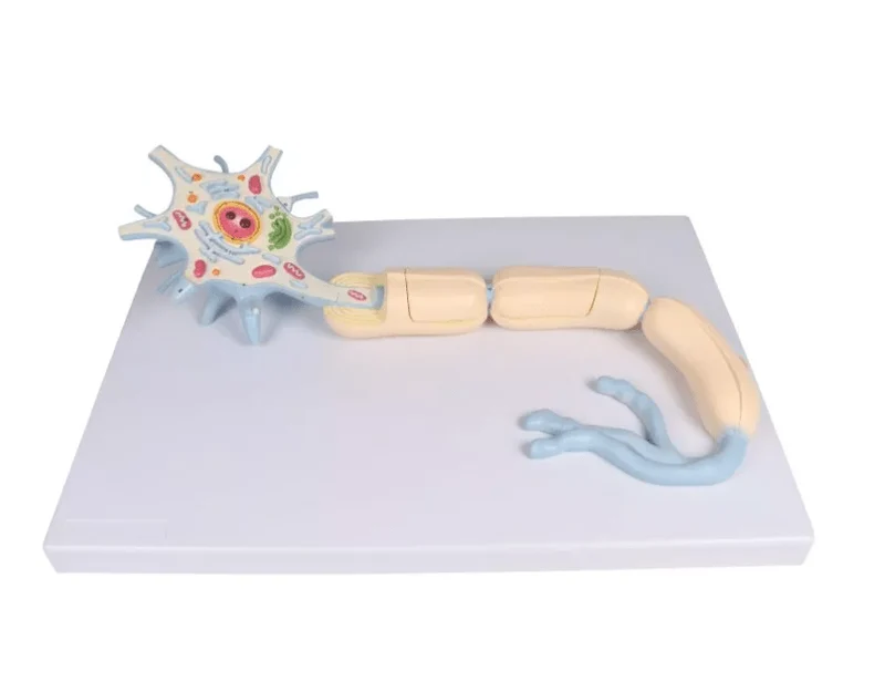 Neuron, 3000-fache Größe, 2-teilig
