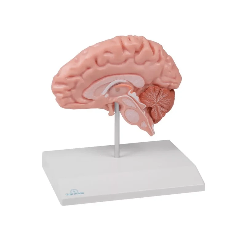 Anatomische Gehirnhälfte, lebensgroß