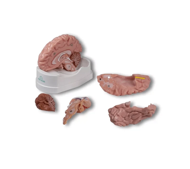 Anatomisches Gehirnmodell, lebensgroß, 5-teilig