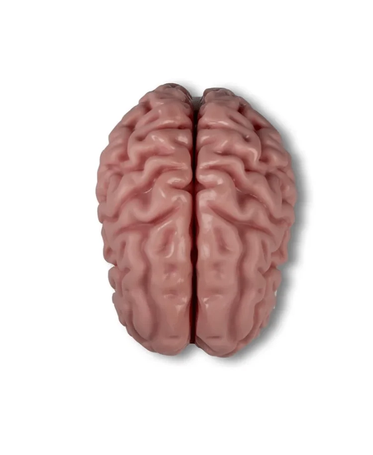 Anatomisches Gehirnmodell, lebensgroß, 5-teilig