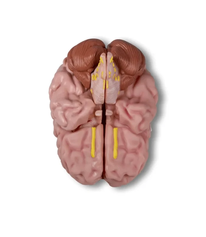 Anatomisches Gehirnmodell, lebensgroß, 5-teilig