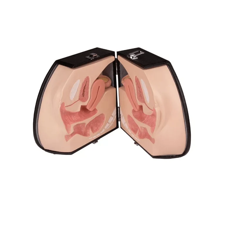 Weibliches Genitalorgan