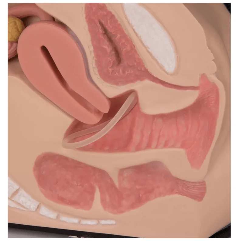 Weibliches Genitalorgan