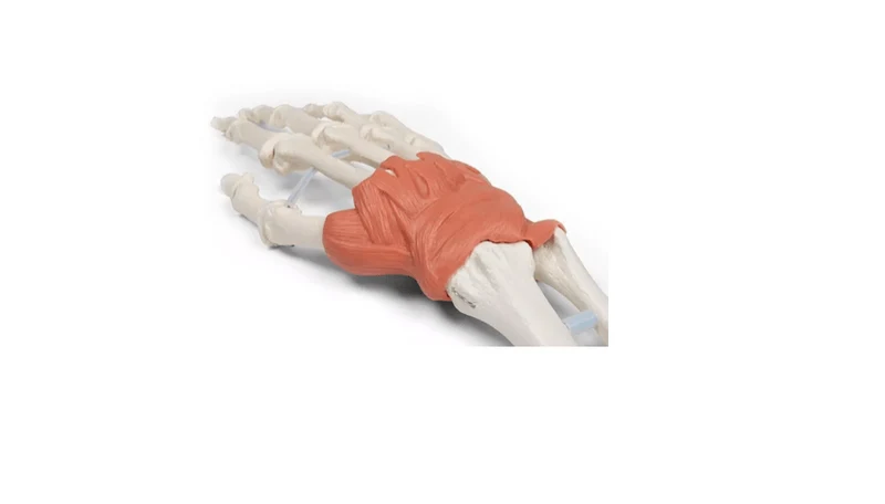 Bandapparat des Handgelenks