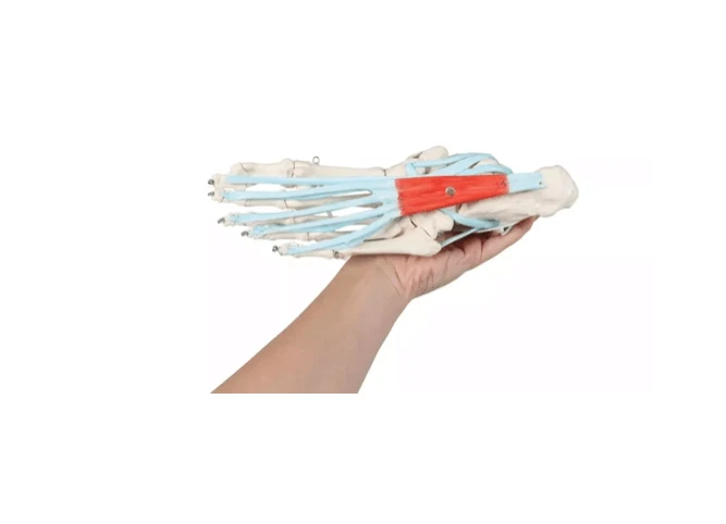 Fußskelett mit Sehnenapparat