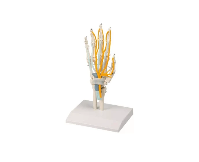 Hand mit Sehnen, Nerven und Karpaltunnel