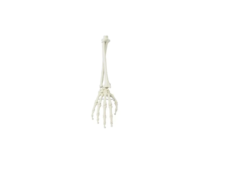 Hand mit Unterarm Skelettmodell