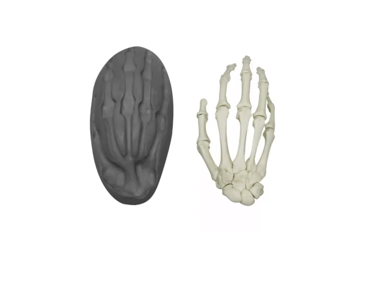 Magnetische menschliche Hand, rechts