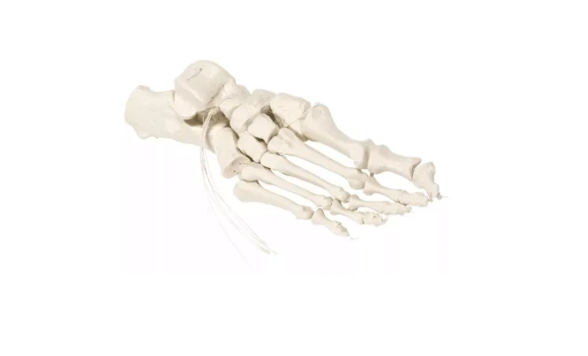 Handskelett auf Nylon