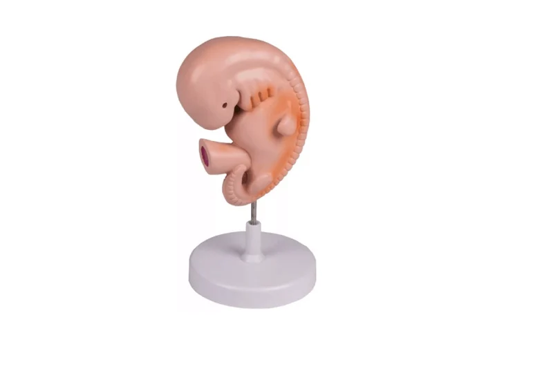 Menschlicher Embryo, 4 Wochen