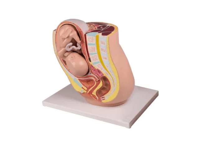 Schwangerschaftsbecken mit Fetus in der 32. Schwangerschaftswoche, 2-teilig