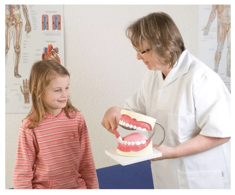 Zahnpflegemodell, 3-fache Größe