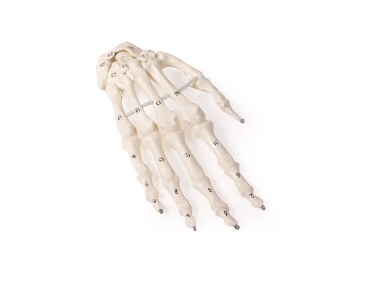 Handskelett mit Knochennummerierung
