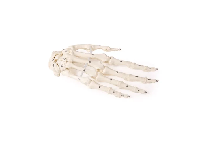 Handskelett mit Knochennummerierung