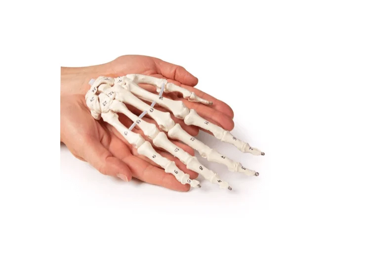 Handskelett mit Knochennummerierung