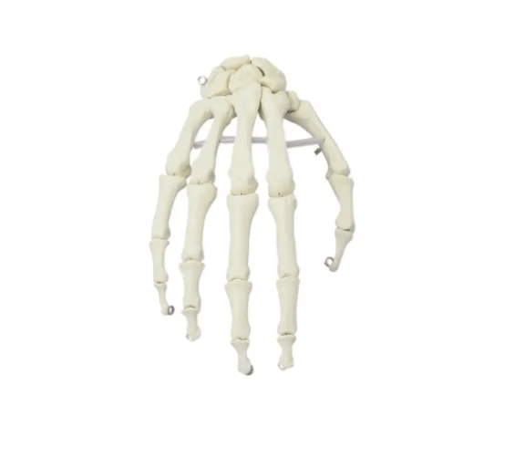 Handskelett