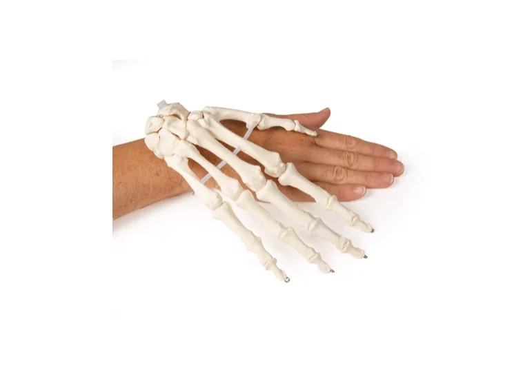 Handskelett