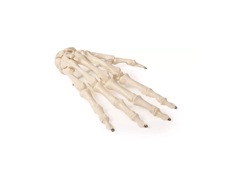 Handskelett