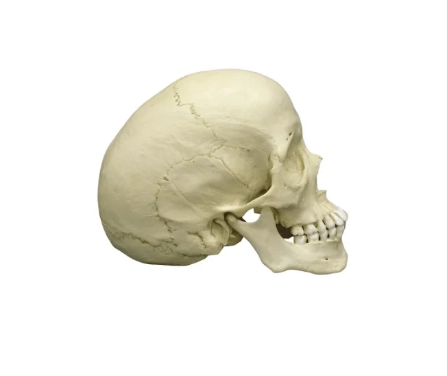 Skaphozephaler Schädel