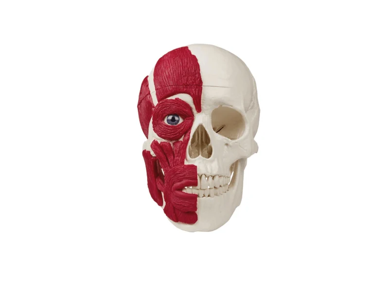 Anatomisches Schädelmodell mit Kopfmuskulatur (3-teilig) – Halbseitiges Muskelmodell