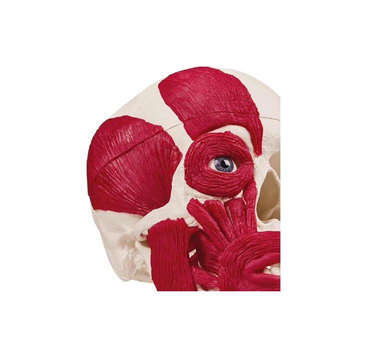 Anatomisches Schädelmodell mit Kopfmuskulatur (3-teilig) – Halbseitiges Muskelmodell