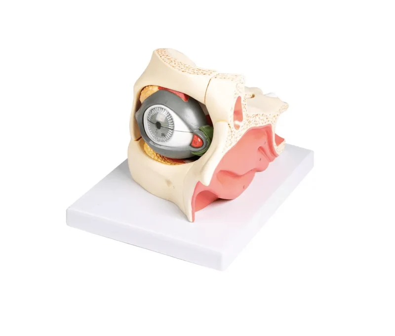 Auge mit Augenhöhle und Augenlid