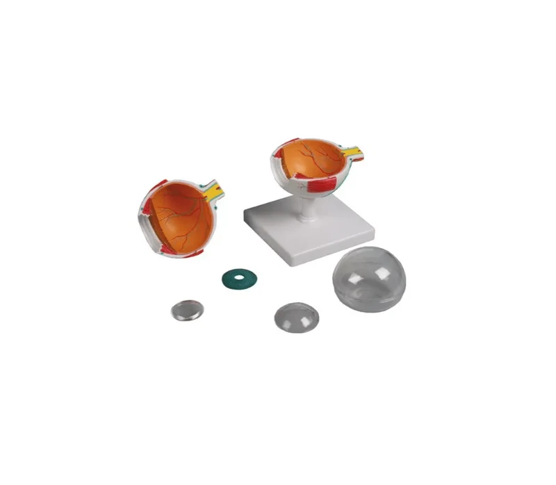 Augenmodell, 4-fache Größe, 6-teilig