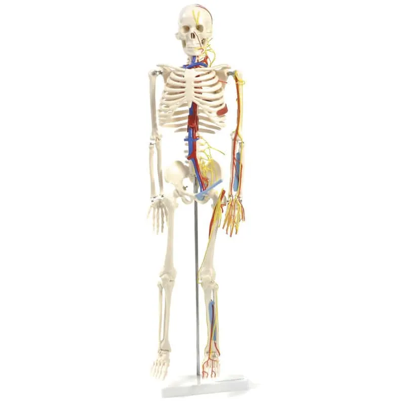Anatomisches Skelett mit Nerven und Gefäßen