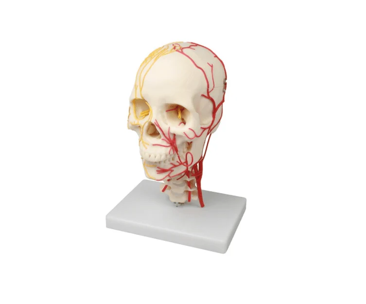 Neurovaskuläres Schädelmodell mit Nerven und Arterien