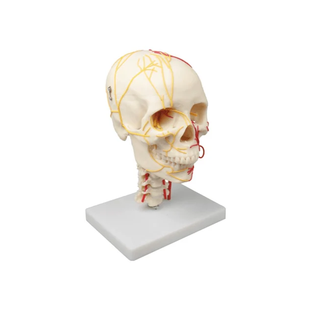 Neurovaskuläres Schädelmodell mit Nerven und Arterien