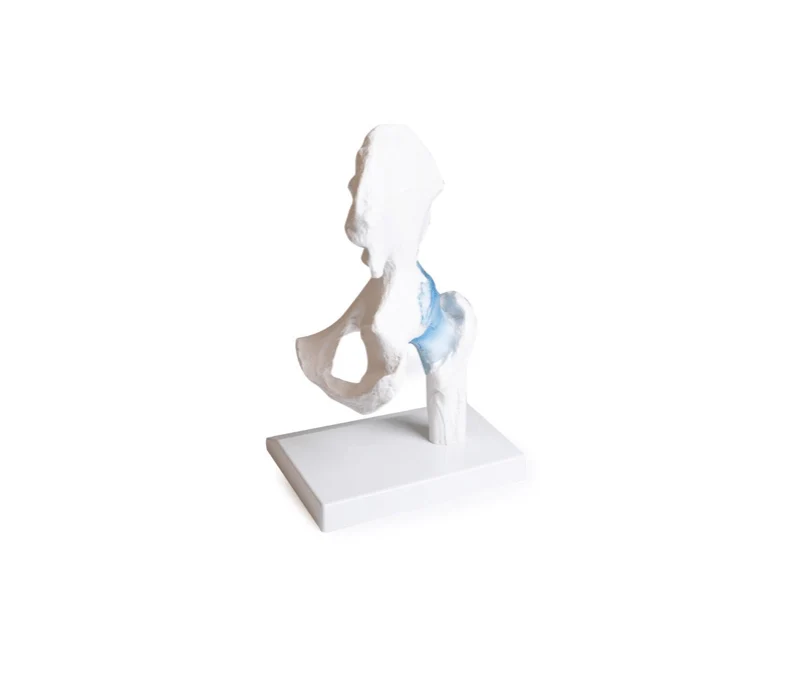 Hüftgelenkmodell mit Bändern & Stativ