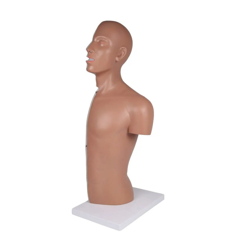 NG & Tracheostomie Torso, lebensgroß