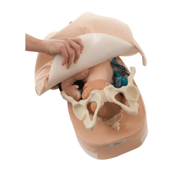 Modellset abdominale Palpation